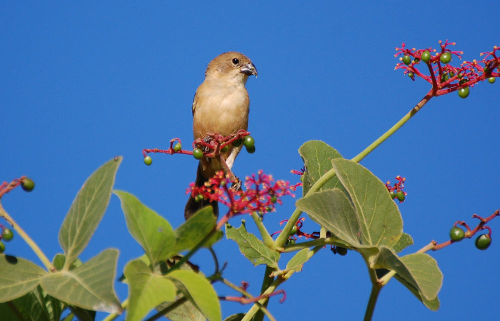 Brasile - uccello nel Pantanal: Beccasemi dal collare ruggine (Sporophila collaris)